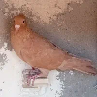 ماده زرد کلایی