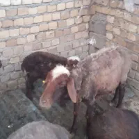 گوسفند و بره