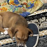 توله سگ پیتبول