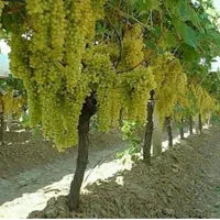 پایه بتنی فنس کشی دور باغ داربست بست انگور|عمده‌فروشی|شال, |دیوار