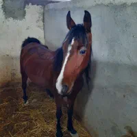 مادیان ۴ ساله کرد اصیل