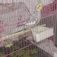 ۳تا عروس هلندی|پرنده|سلماس, |دیوار