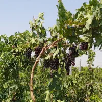 باغ ویلا پنجاه سه هزار متری دو هکتار زعفران|فروش خانه و ویلا|مشهد, هفده شهریور|دیوار