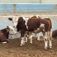 فروش ویژه انواع گوساله سیمینتال نر و ماده