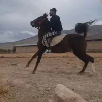 دو راس مادیون با یک کره نریون پنج ماهه|اسب و تجهیزات اسب‌سواری|دورود, |دیوار