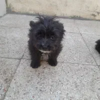 سگ شیدزو|سگ|خمینی‌شهر, |دیوار