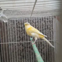 قناری کفتر|پرنده|مشهد, ایثار|دیوار