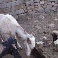 2شاه بز پاکستانی فروشی با5بزغاله 4تانر1ماده|حیوانات مزرعه|بردسکن, |دیوار