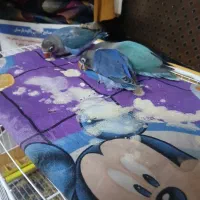 کوتوله دستی سرلاکی|پرنده|مشهد, سعد آباد|دیوار