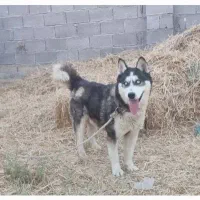 ماده هاسکی خانگی دم فحل