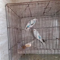 دوجفت مرغ عشق سروحال|پرنده|قدس, شهرقدس|دیوار