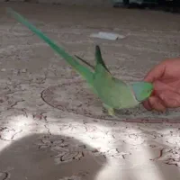 ملنگو سخنگو طوطی روزمادر|پرنده|لنجان, |دیوار