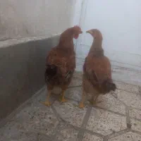 یک عدد مرغ و یک عدد خروس|حیوانات مزرعه|گلستان (تهران), |دیوار