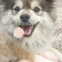 سگ پامر خوشگل با شناسنامه