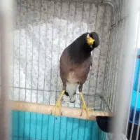 مرغ مینا