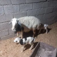 گوسفند بره دوقلو زا همگی شک‌ و کوه اول بره|حیوانات مزرعه|دهلران, |دیوار