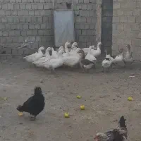 فروش غازهای محلی|حیوانات مزرعه|نقده, |دیوار