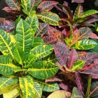 گل  آپارتمانی ، گلدان سرامیکی