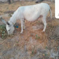 گمشده|حیوانات|قلعه قاضی, |دیوار