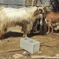 فروش دو عدد پازن سرحال