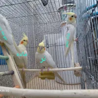 عروس هلندی جفت لوتینو مولد همراه با جوجه