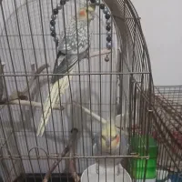 یجفت عروس هلندی مولد