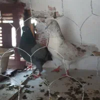 یک جفت کبوتر مایه