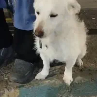 واگذاری سگ پاکوتاه