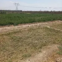 یونجه خشک (بیده) کیلویی ۲۰۰۰۰|خدمات باغبانی و درختکاری|سیرجان, |دیوار