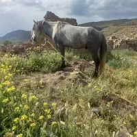اسب|اسب و تجهیزات اسب‌سواری|مرند, |دیوار
