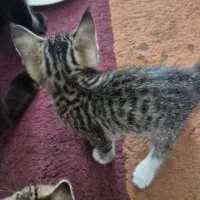 بچه