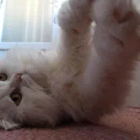 گربه پرشین نر سفید|گربه|کاشمر, |دیوار