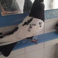 کبوتر سینه ای نَر