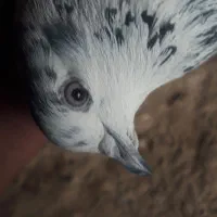 متور|سگ|بیرجند, |دیوار