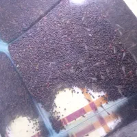 اکواریوم ماهی گوپی و چانا تخفیف خورده|ماهی|همدان, |دیوار