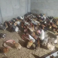 مرغ تخم گذار محلی