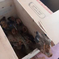 جوجه ۳۰ روزه