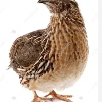 بلدرچین تخم گذار