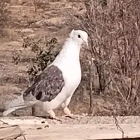 پشت نر جوان دم مشکی فری نر|پرنده|جوین, |دیوار