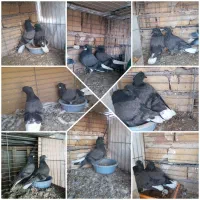 کبوتر گمشده