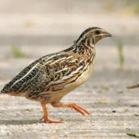 دوتا بلدرچین تخم گذار