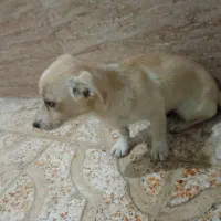 سگ پا کوتاه|سگ|باغستان, |دیوار