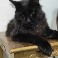 مینکون یا مین کون maine coon