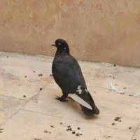 کفتر|پرنده|میناب, |دیوار