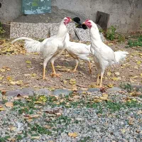 مرغ و خروس لاری|حیوانات مزرعه|آبیک, |دیوار