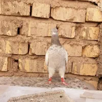 سینه سوسنی ماده وسینه سیا نر