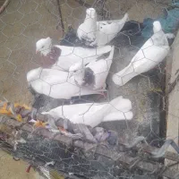 فروش کبوتر طوقی