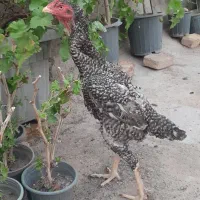 سلام دوعدد مرغ لاری