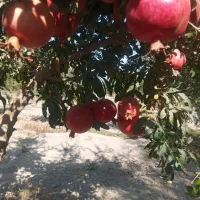 انار  محمود آباد