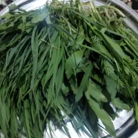 تره و یملیک